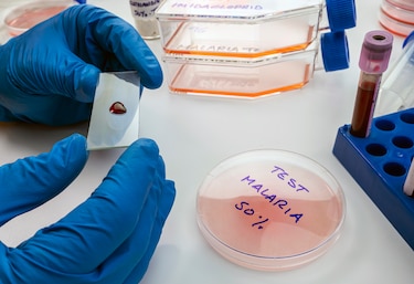 Panamá tiene 2 mil 661 casos acumulados de malaria en  los primeros tres meses  del 2023