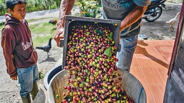 Cambio climático afecta rendimiento del café arábigo