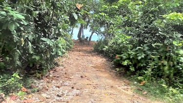 Las razones ambientales del rechazo al proyecto vial en Isla Colón, Bocas del Toro