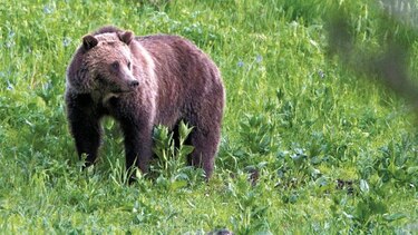 Yellowstone sufre el calentamiento