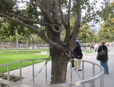 Ramas de árbol que sobrevive al World Trade Center irán a Francia, San Bernardino y Orlando