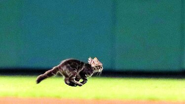 Organizan ‘Noche del Gato de la Remontada’