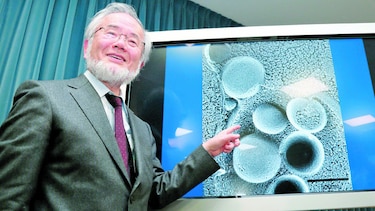 El nobel para la autofagia