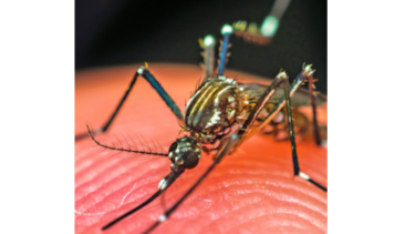 Desafíos en la prevención del dengue
