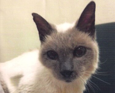 Scooter, el gato más longevo del mundo, muere a los 30 años