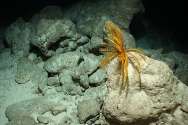 Las espectaculares imágenes que muestran criaturas marinas y corales únicos en las islas del Caribe