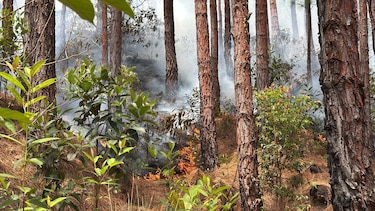 Incendio forestal en la reserva La Yeguada: voluntarios intentan sofocarlo