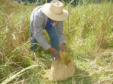 Agricultores de Azuero empiezan a almacenar granos para enfrentar la temporada seca