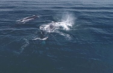 Avistamiento de ballenas en isla Boná, en riesgo de desaparecer