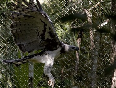 Día del Águila Harpía