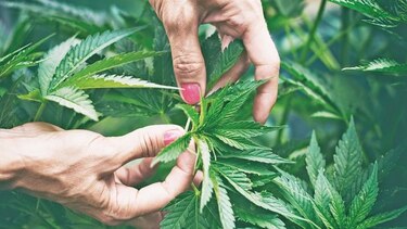 Por mis hijos, cultivo cannabis