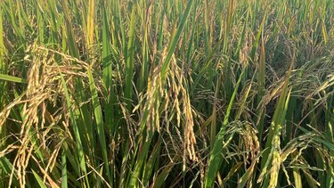 Varela Hermanos representó el 17% de la producción total de arroz de la provincia de Herrera