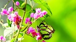 El vuelo de las mariposas se recorta