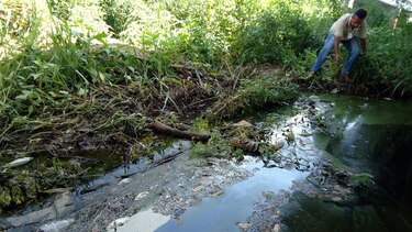 Anam detecta causa de mortandad de peces en el río Escotá