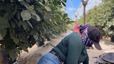 ‘¿Es usted de la Migra?’: el temor de los migrantes que se esconden de las redadas en Oxnard, la ‘capital mundial de la fresa’ en California
