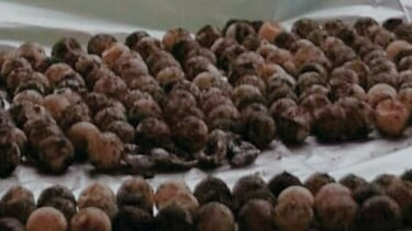 En Tonosí decomisan un cargamento de huevos de tortuga