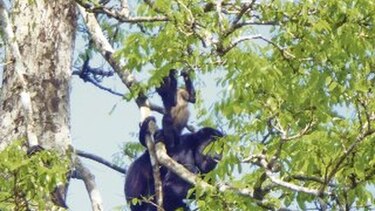 Darién, una reserva natural que se ignora