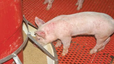 Productores de cerdo, en alerta por importaciones