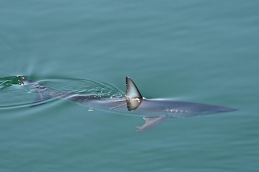 La disponibilidad de alimento en el océano regula la competencia entre los grandes depredadores marinos, según estudio 