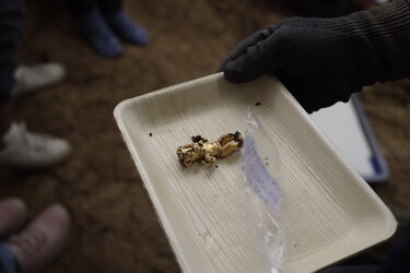 Descubren piezas de oro y cerámicas de la época prehispánica en el parque arqueológico El Caño