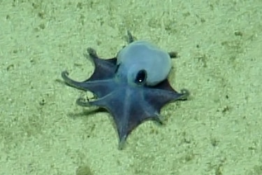 Descubren nueva especie de pequeño pulpo azul en el archipiélago ecuatoriano de Galápagos