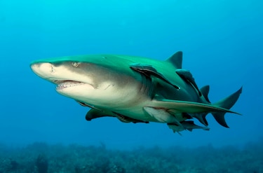 Coiba revela una cuna de tiburones y abre una nueva página para la ciencia panameña
