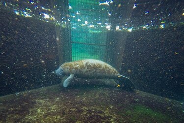 Mortandad sin precedentes de manatíes desborda centros de cuidados en Florida
