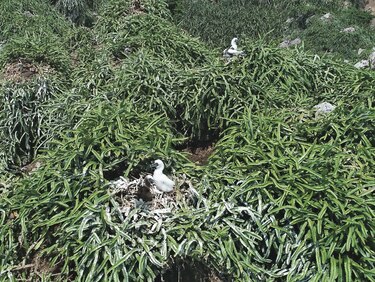 Declaran a Isla Boná refugio de vida silvestre