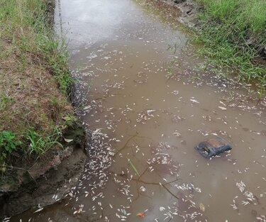 Ministerio de Ambiente en Herrera investiga muertes de peces en Santa María