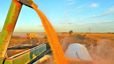 Exportaciones impulsan precio del maíz y la soja