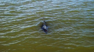 Avistamiento de dos delfines lastimados en playa santeña