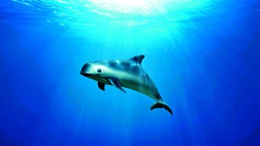 Muere vaquita que fue capturada