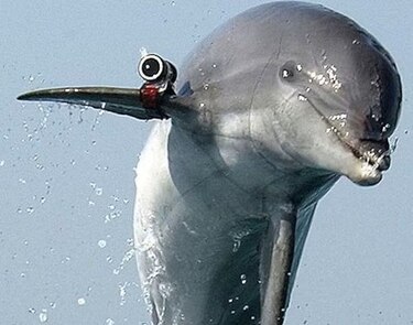 La historia de los delfines suicidas que Irán compró a Ucrania