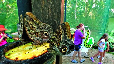 Mariposario Metropolitano cumple su primer aniversario
