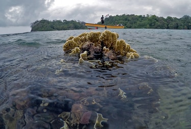 Los jardineros del mar que restauran arrecifes en Portobelo 