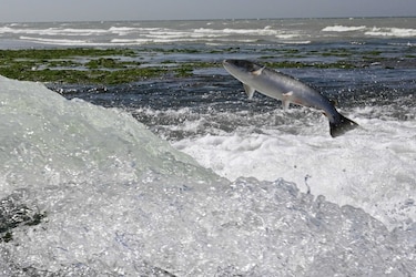Precio del pescado aumentó 25% entre diciembre y abril