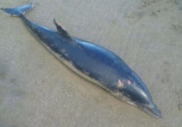 Ministerio de Ambiente investiga muerte de especies marinas en Los Santos
