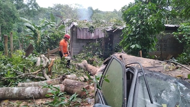 Fuertes vientos provocan caídas de árboles en al menos cinco provincias