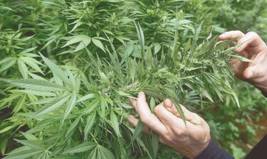 Militares venezolanos destruyen dos campamentos con 362 kilos de marihuana