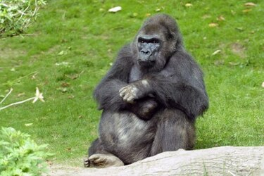 A los 40 años, murió el primer gorila nacido en zoológico de Nueva York