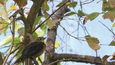 Una competencia que celebra la biodiversidad en la ciudad