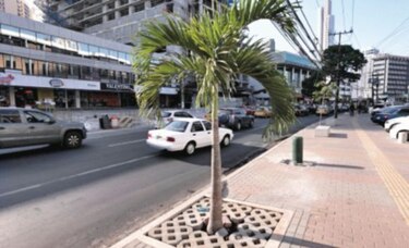 Ordenan el verdor urbano