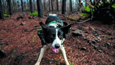 Reforestadores de cuatro patas