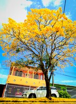 Cuando la ciudad respira amarillo: la magia del guayacán en pleno verano
