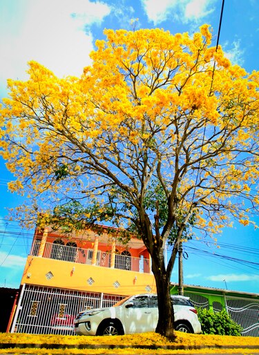 Cuando la ciudad respira amarillo: la magia del guayacán en pleno verano