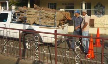 Ancon pide una moratoria forestal en Panamá