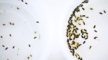 Las prioridades de la investigación en salud