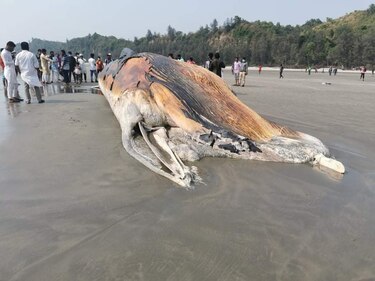 Cadáveres de dos ballenas encallados en una playa de Bangladés