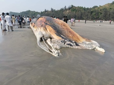 Cadáveres de dos ballenas encallados en una playa de Bangladés