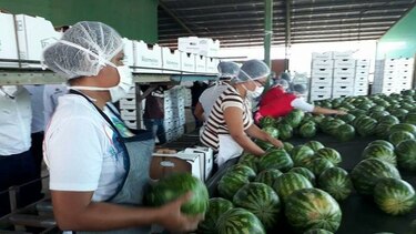 Agroexportadores reclaman incentivos de programa de promoción